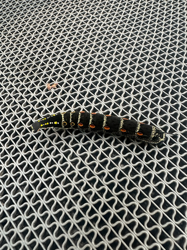 White-banded Hunter Hawkmoth