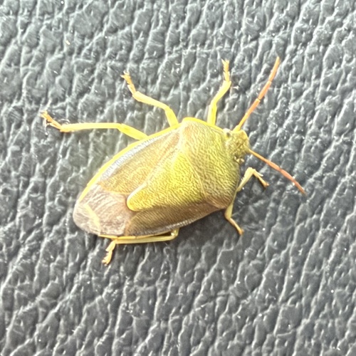 Gorse Shield Bug