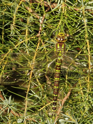 Southern Hawker