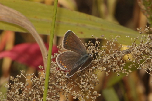 Common Blue