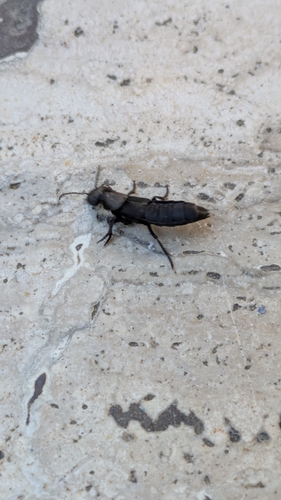 Devil's Coach Horse Beetle