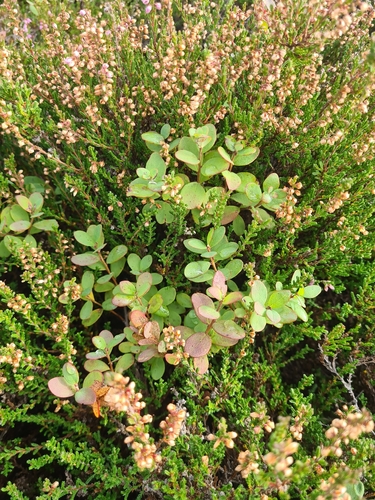 bog bilberry