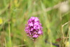 Anacamptis pyramidalis dunensis - Photo (c) Virginia, all rights reserved, uploaded by Virginia