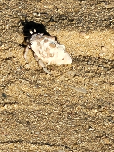 Red Sea Land Hermit Crab