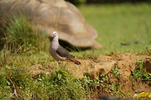 Pink Pigeon