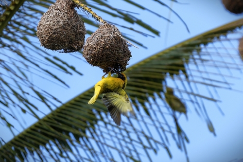 Village Weaver