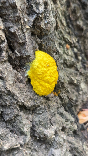 Dog Vomit Slime Mold