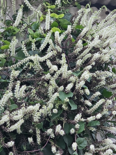 Mignonette vine