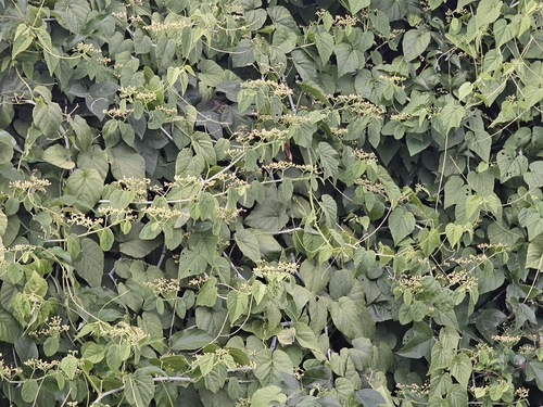 Cissus repens