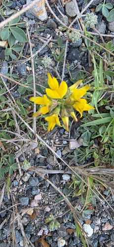 Listia bainesii