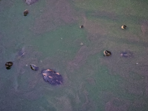 Chinese Stripe-necked Turtle