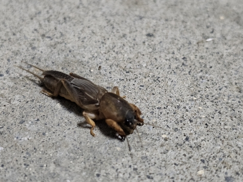 Oriental Mole Cricket