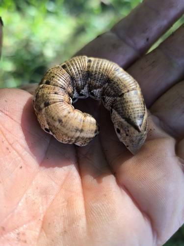 Convolvulus Hawkmoth