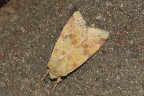 The Sallow