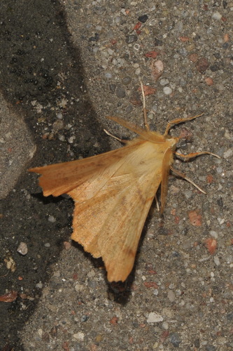 Large Thorn