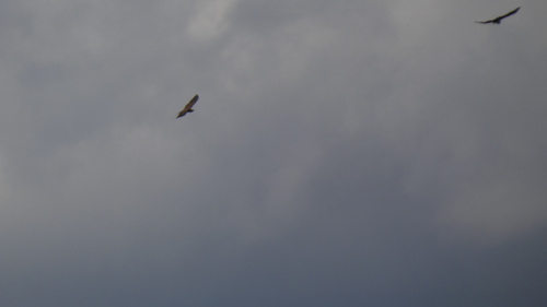 Western Marsh Harrier