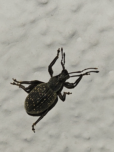 Black Vine Weevil