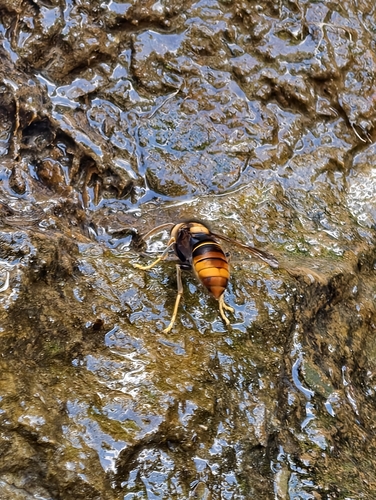 Yellow-legged Hornet