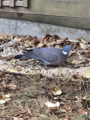 Common Wood-Pigeon