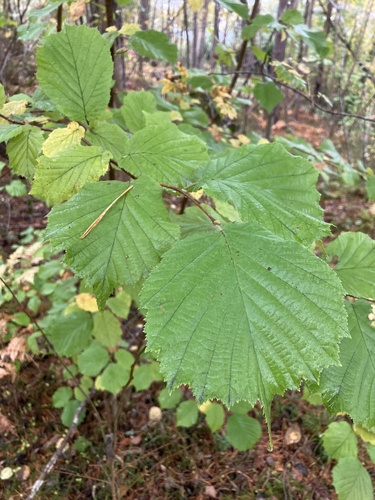 common hazel