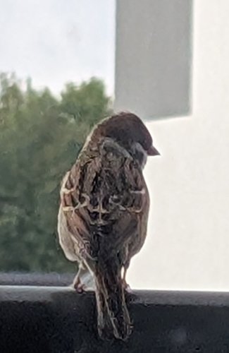 Eurasian Tree Sparrow