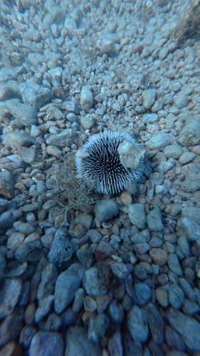 Violet Sea Urchin