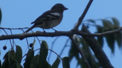 Common Chaffinch