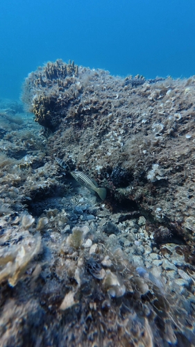 Gold Blotch Grouper