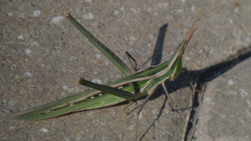 Mediterranean Slant-faced Grasshopper