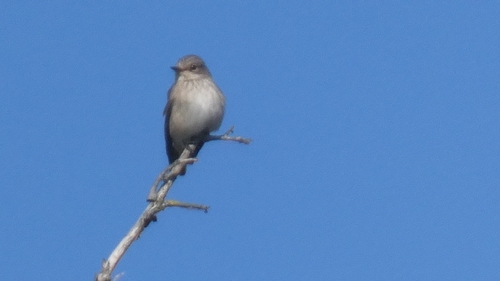 Spotted Flycatcher