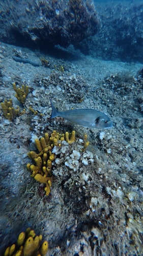 Gilthead Seabream