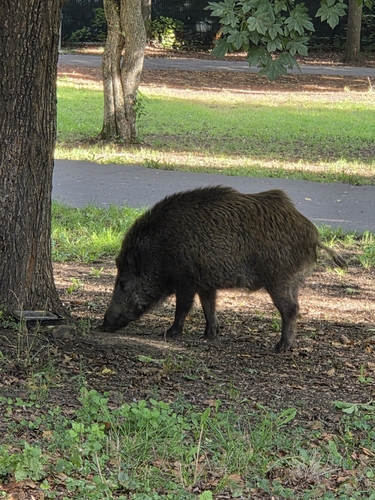 Central European Boar