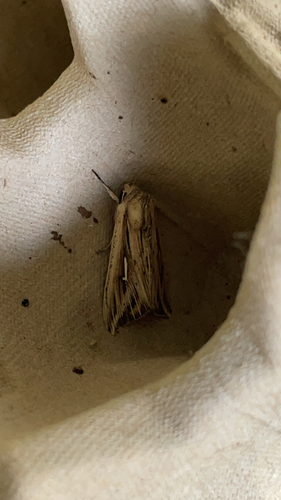 L-album Wainscot