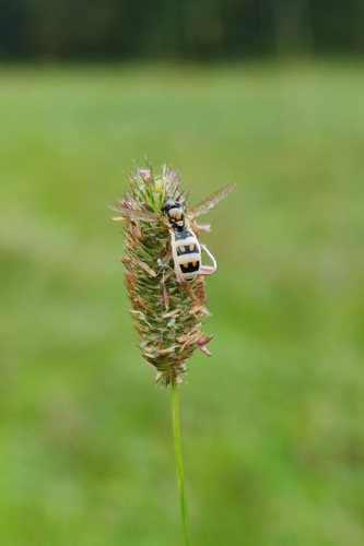 Entomophthora syrphi