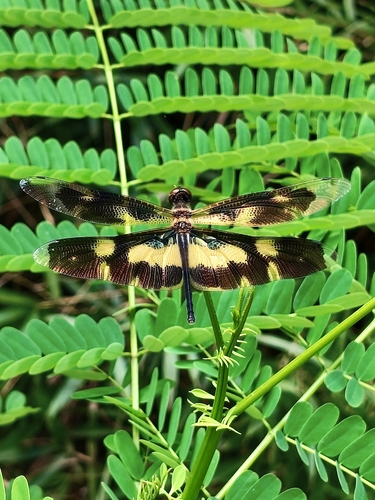 Variegated Flutterer