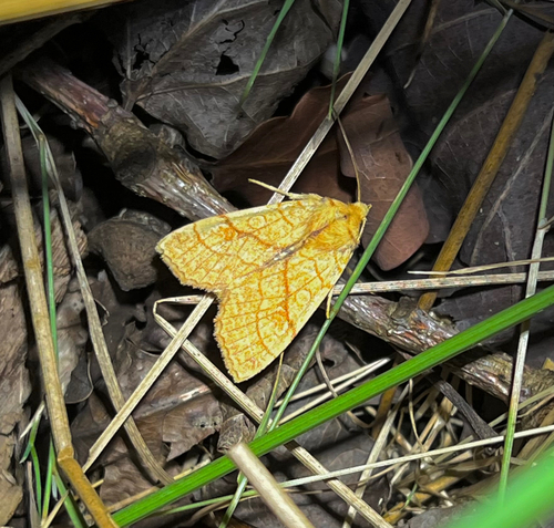 Orange Sallow