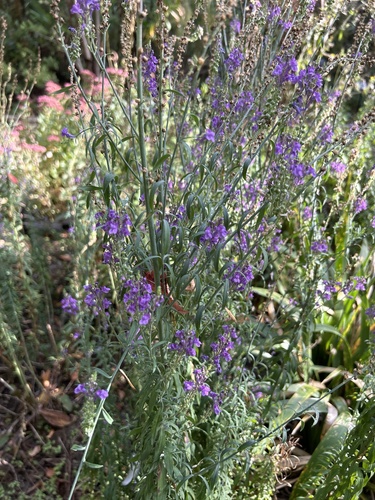 Purple Toadflax