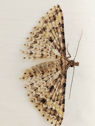 Alucita huebneri