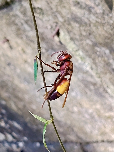 Lesser Banded Hornet
