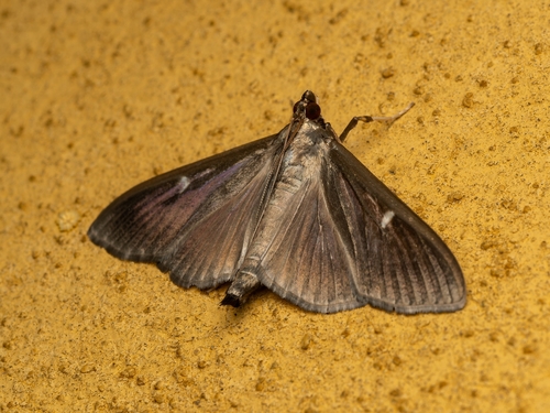 Box Tree Moth