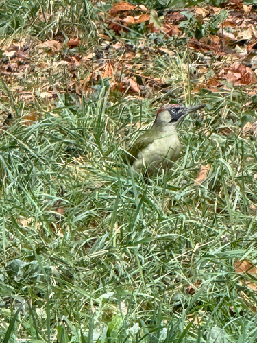 Eurasian Green Woodpecker