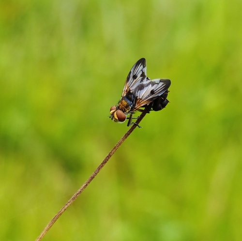 Ectophasia crassipennis