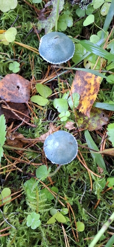Verdigris Agaric