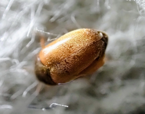 Brown Carpet Beetle
