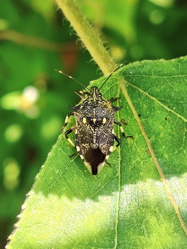 Eocanthecona furcellata