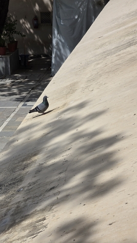 Feral Pigeon