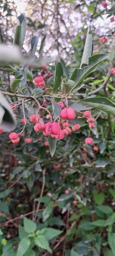 Spindle