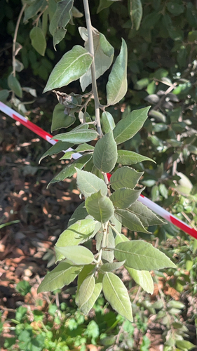 Holm oak