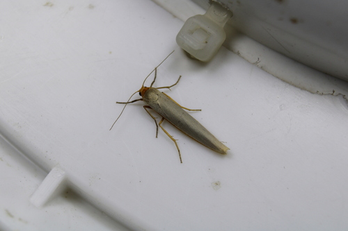 Hoary Footman