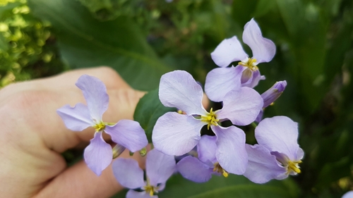 Chinese Violet Cress